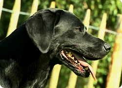 18/10/12 : PORTRAIT DU LABRADOR RETRIEVER (1/2)