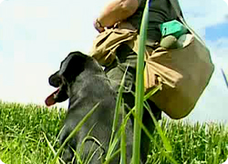 25/10/12 : PORTRAIT DU LABRADOR RETRIEVER (2/2) 