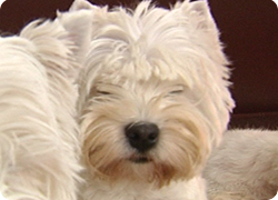 24/01/13 : PORTRAIT DU WESTIE