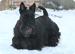 14/02/13 : PORTRAIT DU SCOTTISH TERRIER