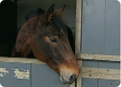 14/03/13 : CHEVAUX A L'ADOPTION