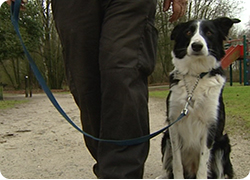 04/04/13 : COMMENT BIEN TENIR SON CHIEN A LA LAISSE ?