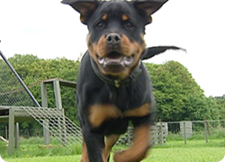 30/05/13 : PORTRAIT DU ROTTWEILER