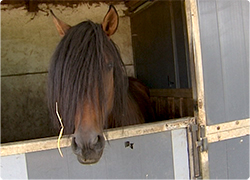 19/09/13 : LA LITIÃ?RE DES CHEVAUX