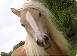 17/10/13 : L'ESPOIR DES CHEVAUX & LES PONEYS DU COEUR