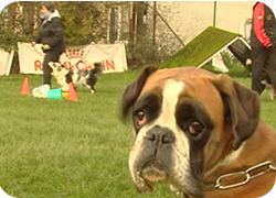 28/11/13 : RENCONTRES INTERCLUBS CANINS