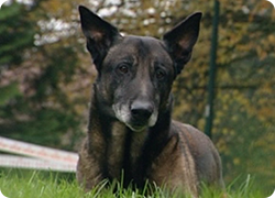 30/01/14 : L'UTILITÃ? DES CLUBS CANINS