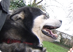 13/02/14 : PORTRAIT DU MALAMUTE