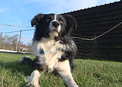 06/03/14 : PORTRAIT DU BORDER COLLIE