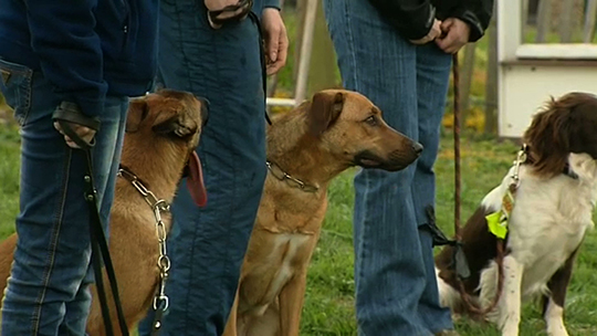 17/04/14 : LE CENTRE CANIN DE FORMATION DE RANSART