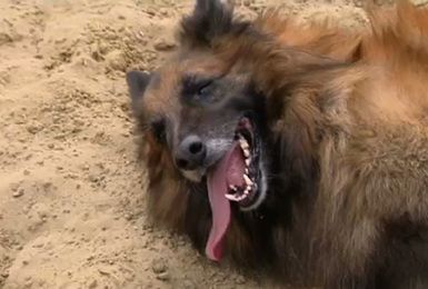 Pense-Bêtes : 1ère journée des animaux à Courcelles