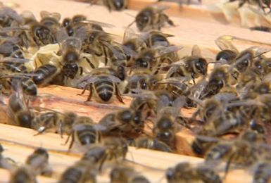 Pense-Bêtes : L'abeille noire de Chimay