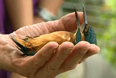 Pense-Bêtes : Festival de l'oiseau à Virelles