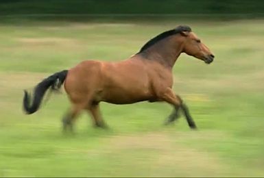 Pense-Bêtes : l'alimentation des chevaux