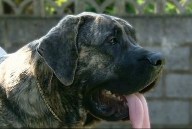 Pense-Bêtes : portrait du mastiff