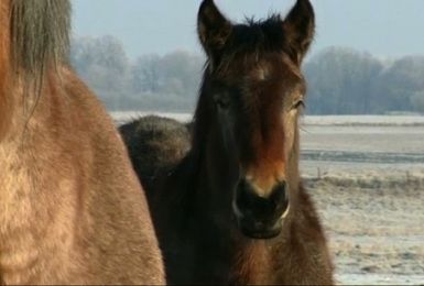 Pense-Bêtes : Les chevaux & le froid