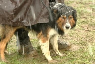 Pense-Bêtes : Le border-collie au travail !