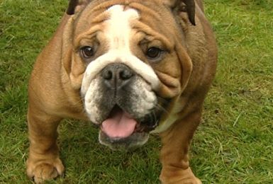 Pense-Bêtes :  portrait du bulldog anglais