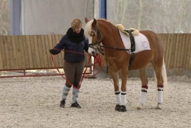 Pense-Bêtes : le travail du cheval à la longe