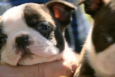 Pense-Bêtes : portrait du Boston Terrier