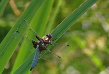 Pense-Bêtes : la biodiversité, un jardin de vie