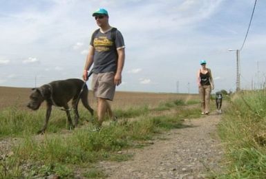 Pense-Bêtes : Dog & Run à Pont-à-Celles