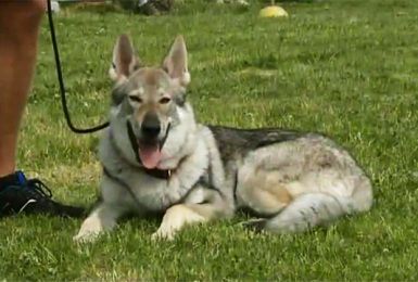 Pense-Bêtes: portrait du chien loup tchécoslovaque