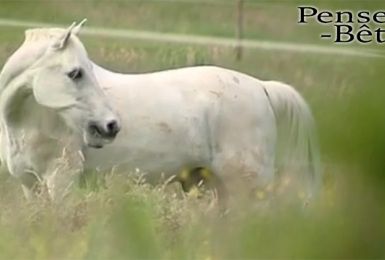 Pense-Bêtes : les coliques du cheval