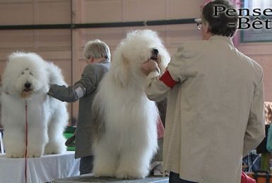 Pense-Bêtes : Wallonia Dog Show