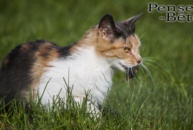 Pense-Bêtes : la stérilisation des chats errants