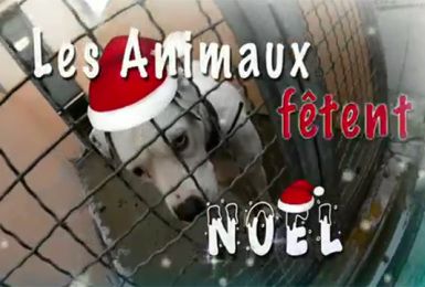 Les animaux fêtent Noël