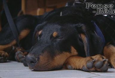 Pense-Bêtes : Portrait de race : le Beauceron