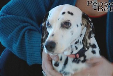 Pense-Bêtes : Portrait du Dalmatien