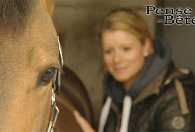 Pense-Bêtes : les boiteries du cheval