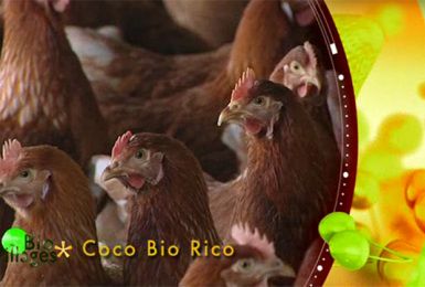 Bio Villages : Coco Bio Rico