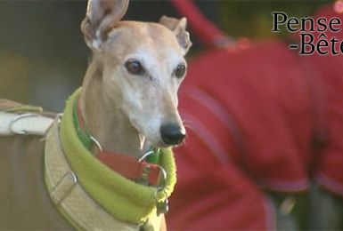 Pense-Bêtes : balade canine & salon du bien-être