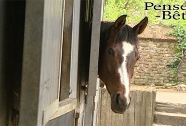 Pense-Bêtes : Vacciner son cheval