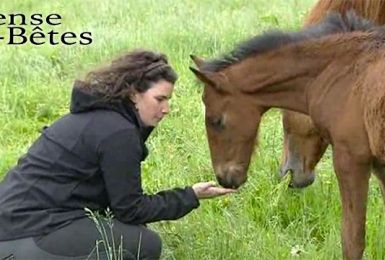 Pense-Bêtes : Portrait du cheval Pure Race Espagnole