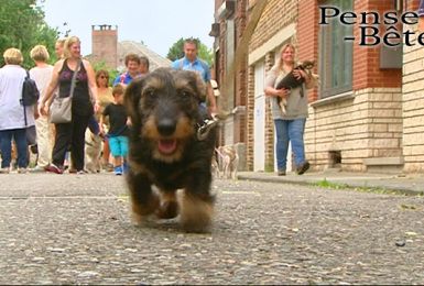 Pense-Bêtes : Balade canine et historique