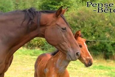 Pense-Bêtes : Vigileance face à la maltraitance des chevaux en prairie