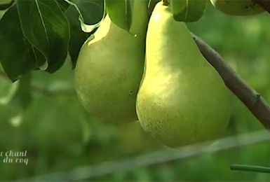 Au chant du Coq : Philippe Hustin, producteur de pommes et de poires en Hesbaye