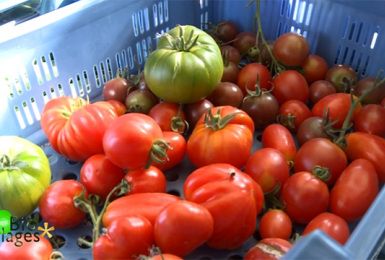 Bio Villages : des légumes oubliés ? Pas tout à fait ...