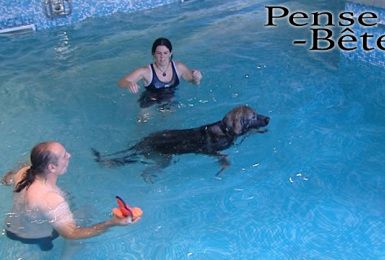 Pense-Bêtes : Nager avec son chien en piscine!