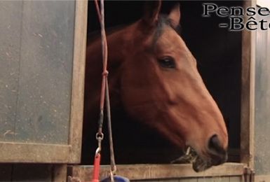 Pense-Bêtes : Les assurances spécifiques pour les chevaux