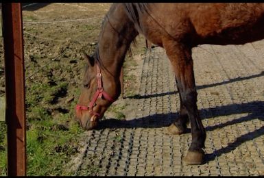 Pense-Bêtes : différentes pistes pour chevaux