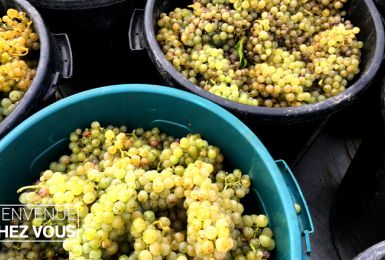 Bienvenue chez vous (émission d'octobre) : vendanges en terres brabançonnes