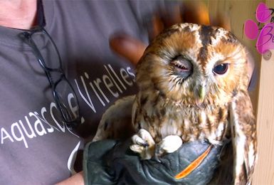 Pense-Bêtes: Festival de l'oiseau à Virelles