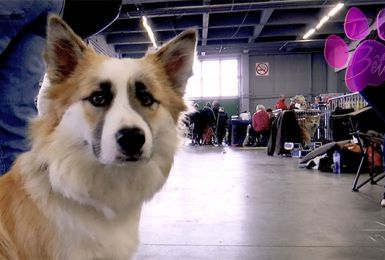 Pense-Bêtes: le Wallonia Dog Show (1ère partie)