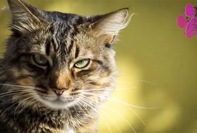 Pense-Bêtes: construction d'abris pour chats errants