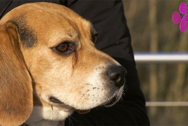 Pense-Bêtes: Comment choisir un harnais pour son chien